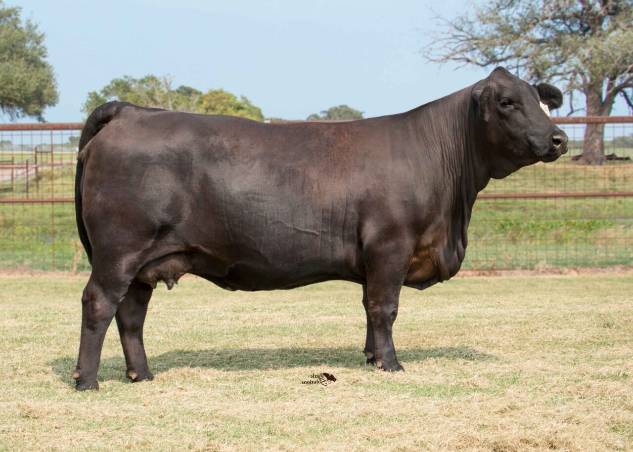 Females | GKB Cattle - Herefords, Angus, Brangus & Brahman Cattle