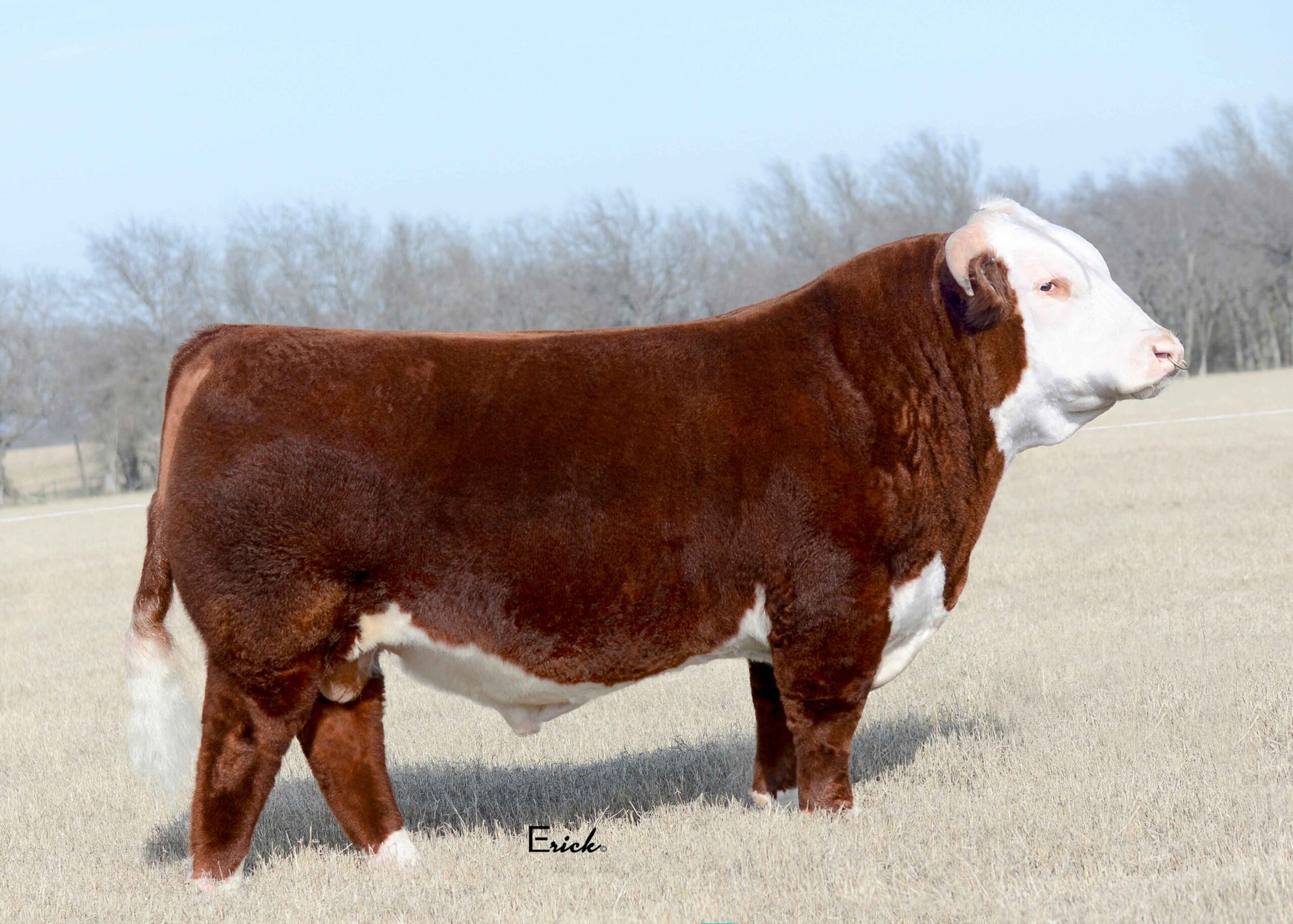 Hereford Herd Sires | GKB Cattle - Herefords, Angus, Brangus & Brahman ...