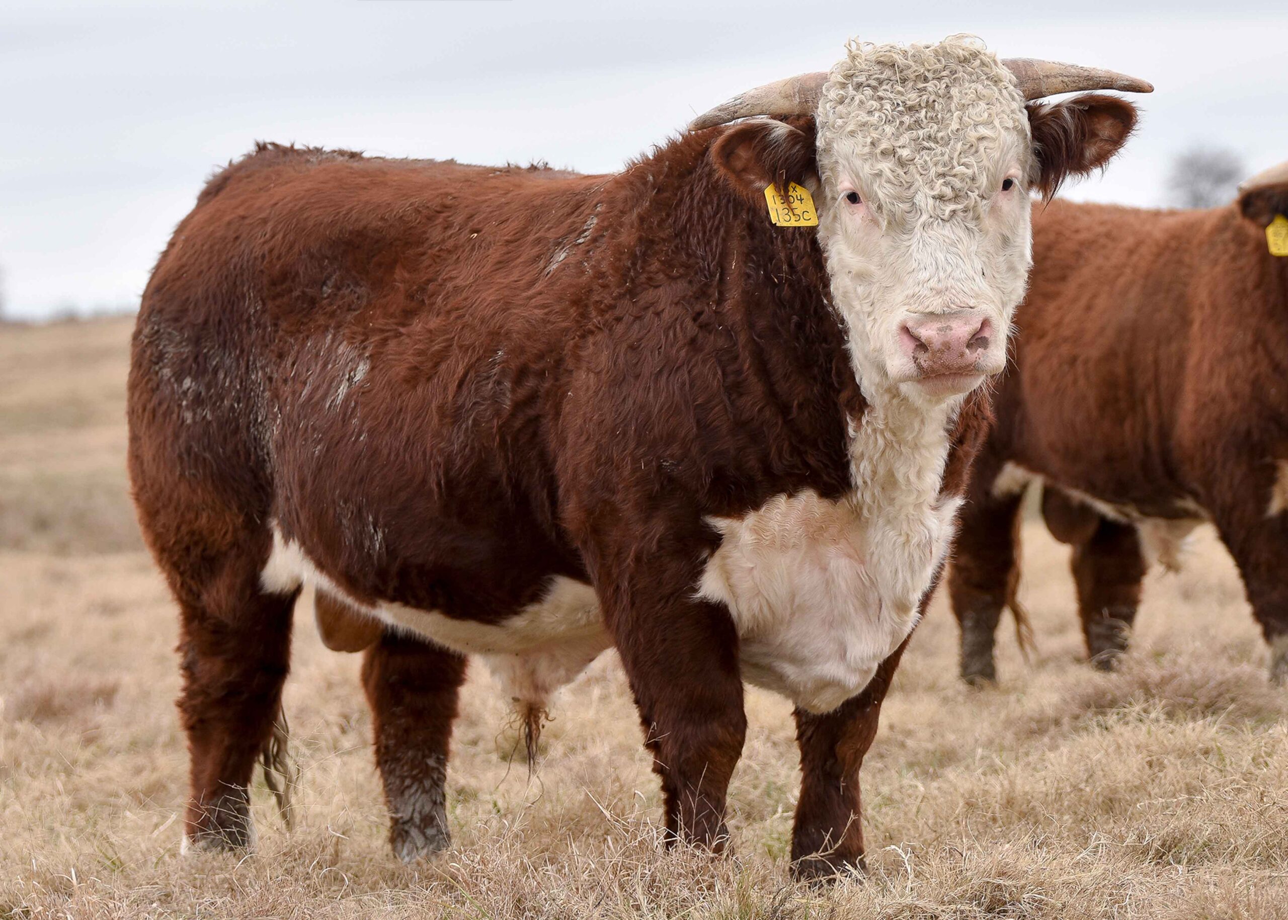 GKB Cattle - Herefords, Angus, Brangus & Brahman Cattle | GKB Cattle ...