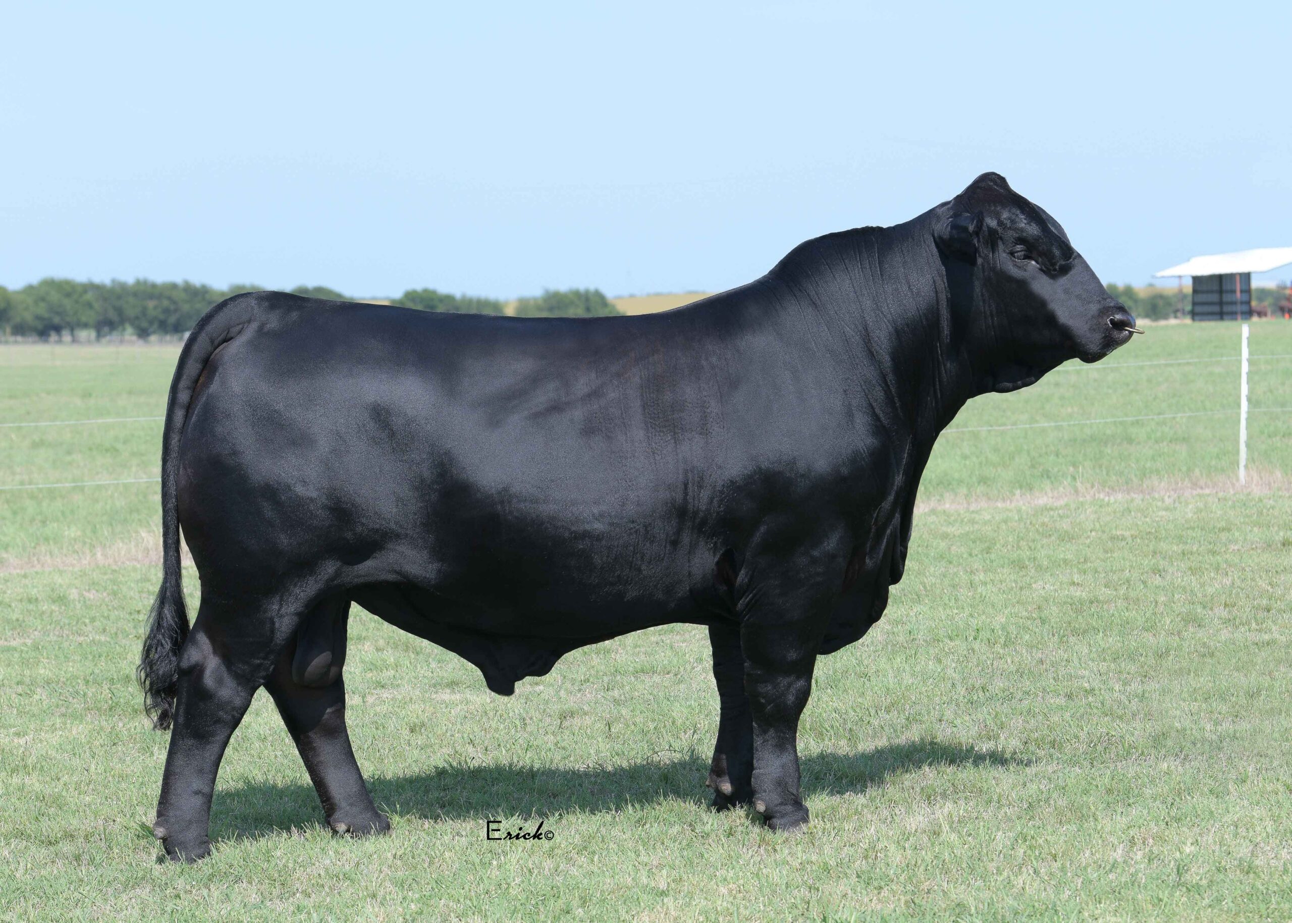 Brangus Herd Sires | GKB Cattle - Herefords, Angus, Brangus & Brahman ...