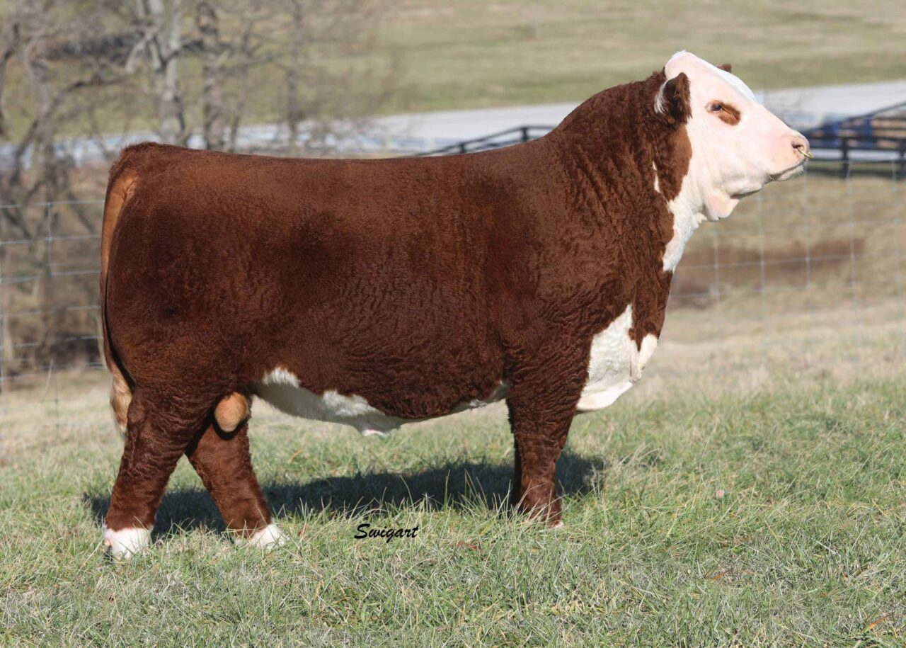 Hereford Herd Sires | GKB Cattle - Herefords, Angus, Brangus & Brahman ...