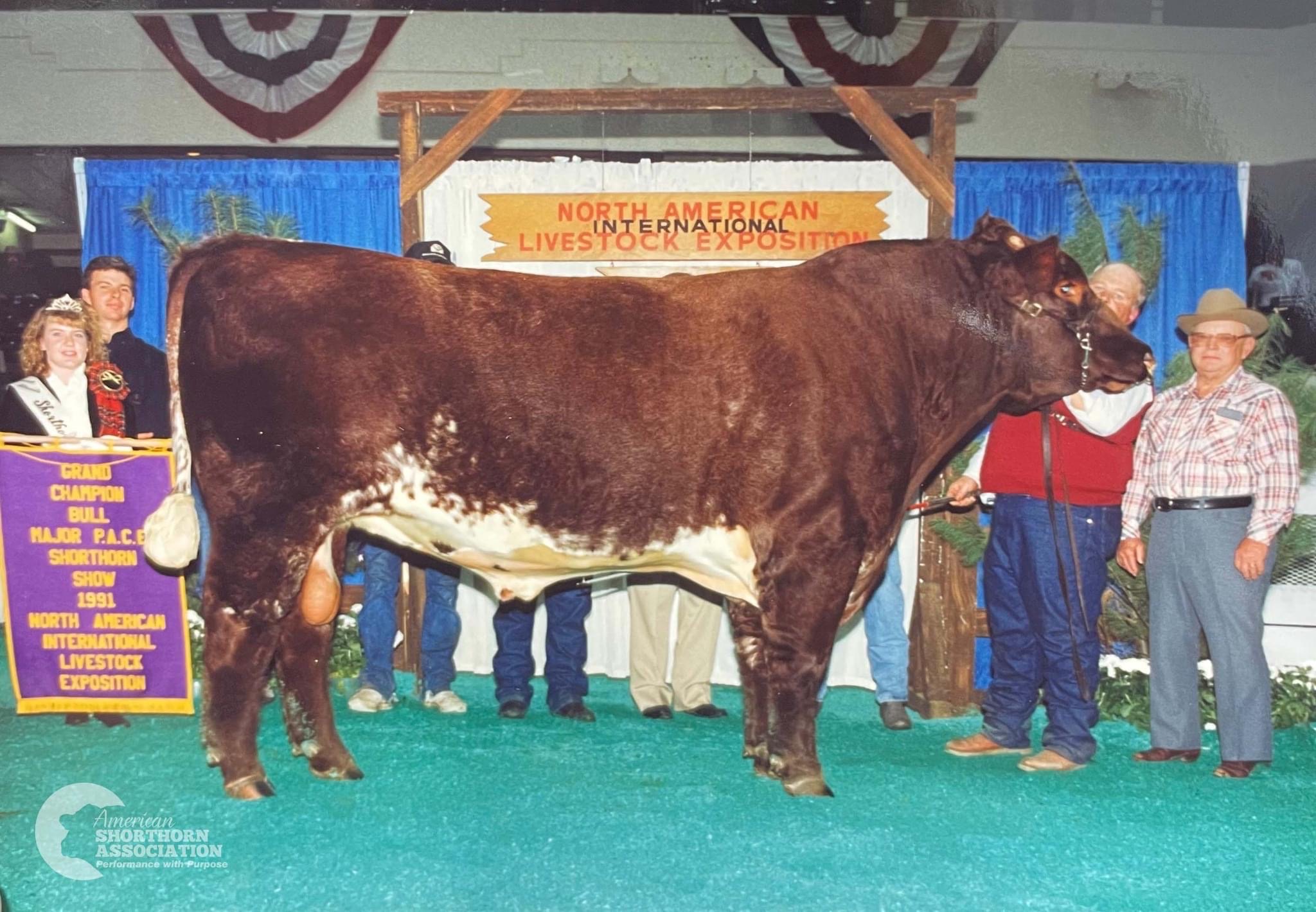 The Shorthorn Bull Pen – American Shorthorn Association