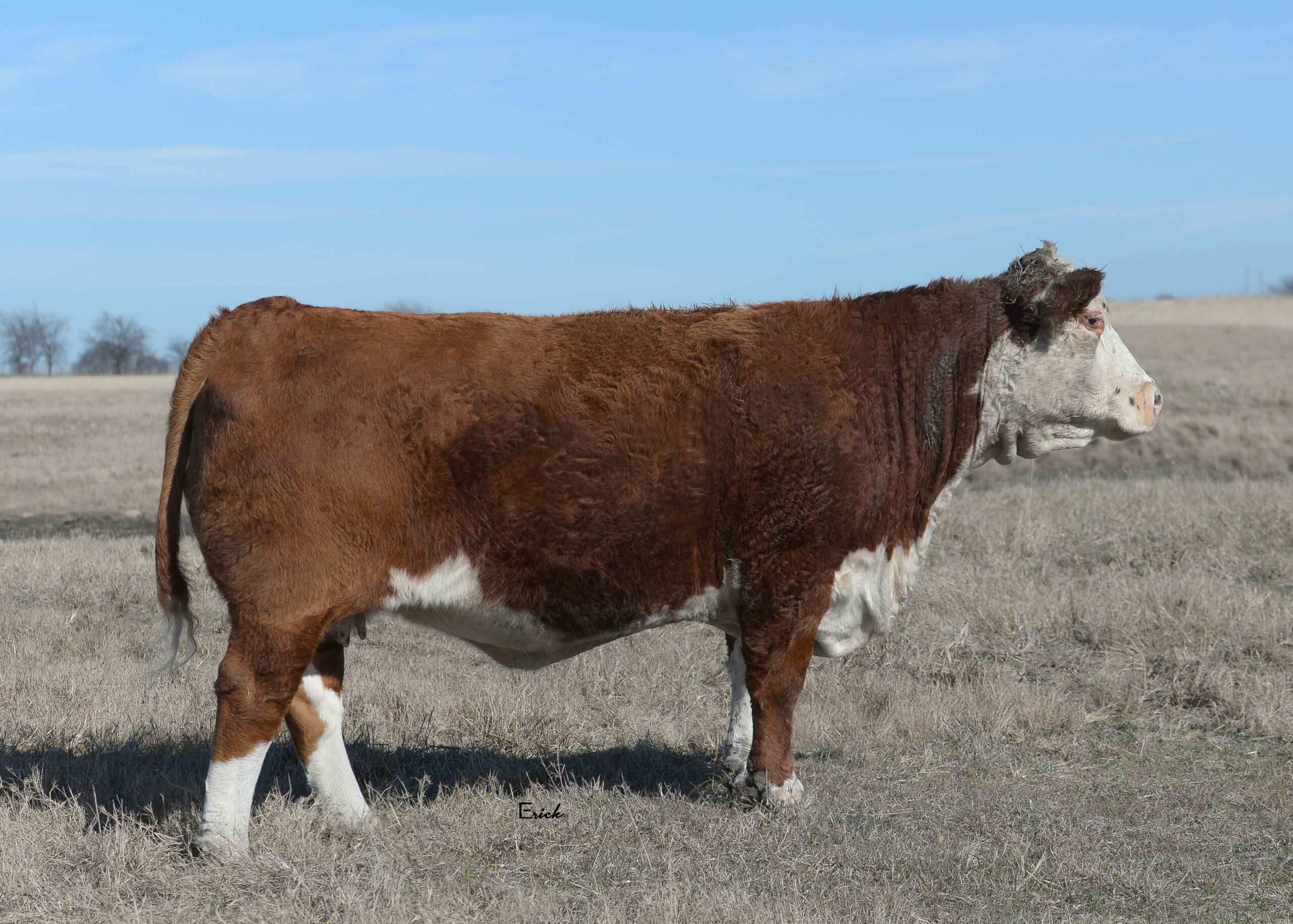 GKB S&S Gold April B928 ET