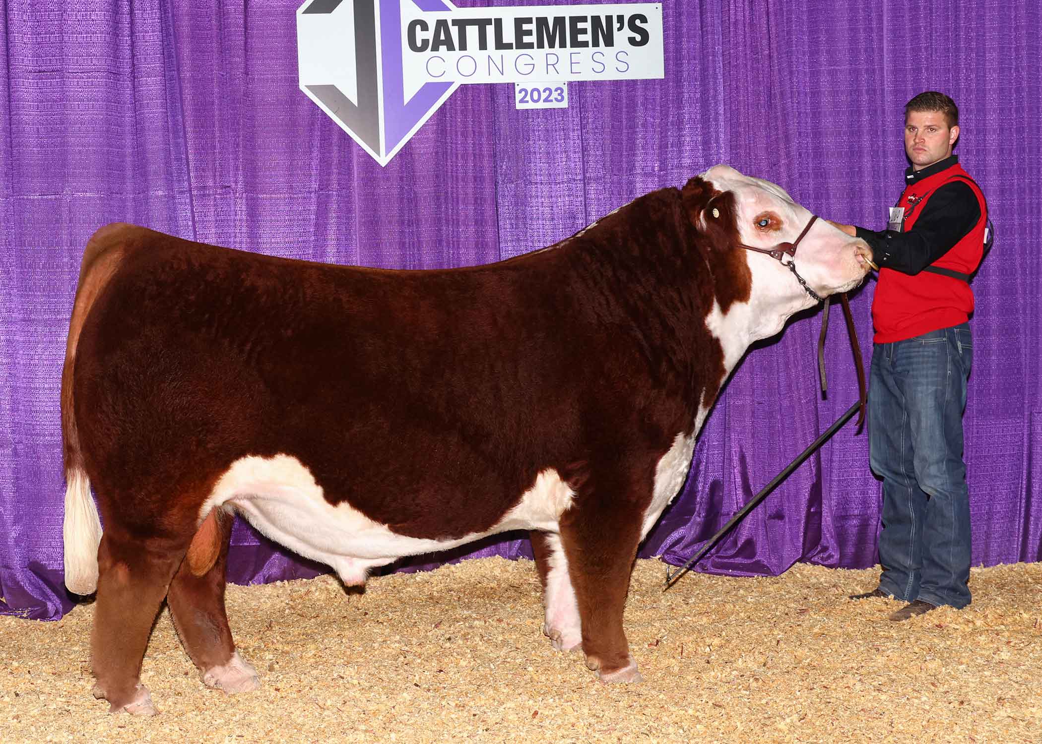 Hereford Champions GKB Cattle Herefords Angus Brangus Brahman Hereford Champions GKB Cattle Herefords Angus Brangus Brahman
