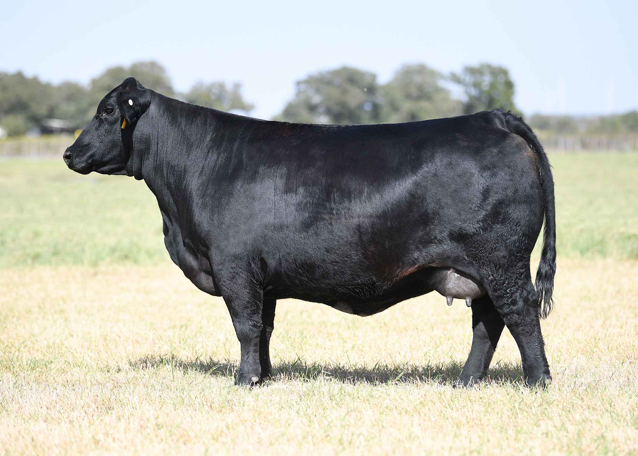GT MISS CROSSOVER 804C3