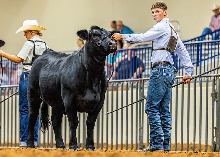 SENIOR SHOWMANSHIP