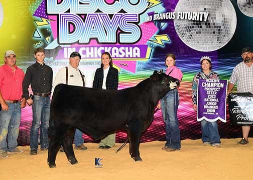 Reserve Champion Prospect Steer