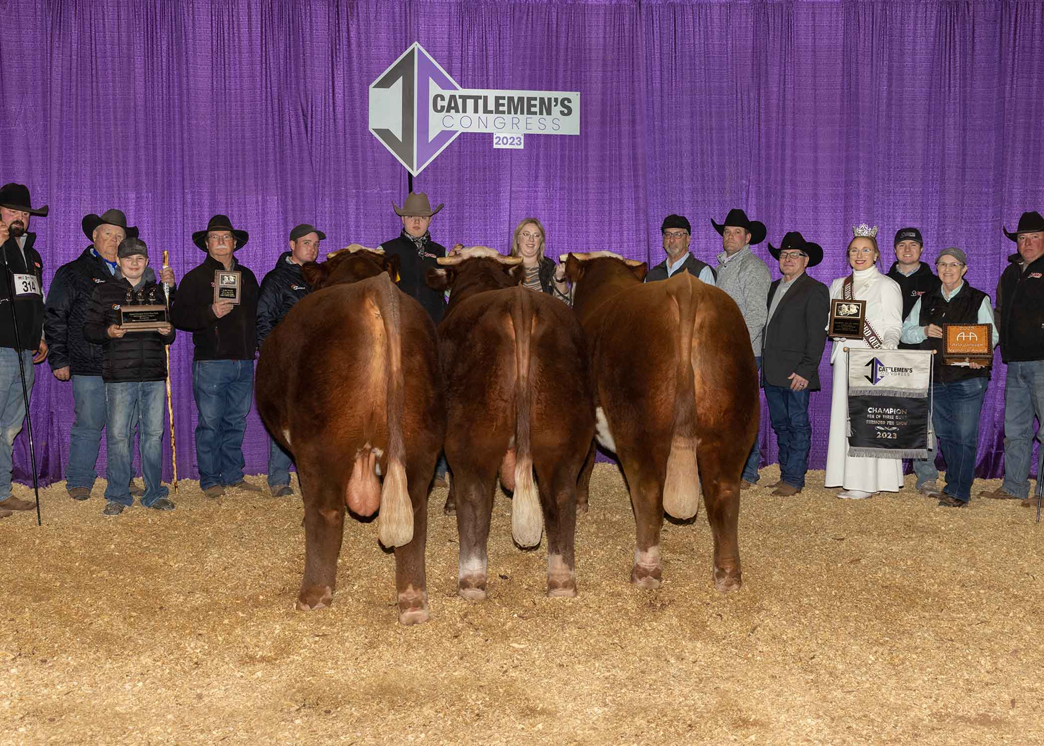 Pen of Three Hereford Bulls