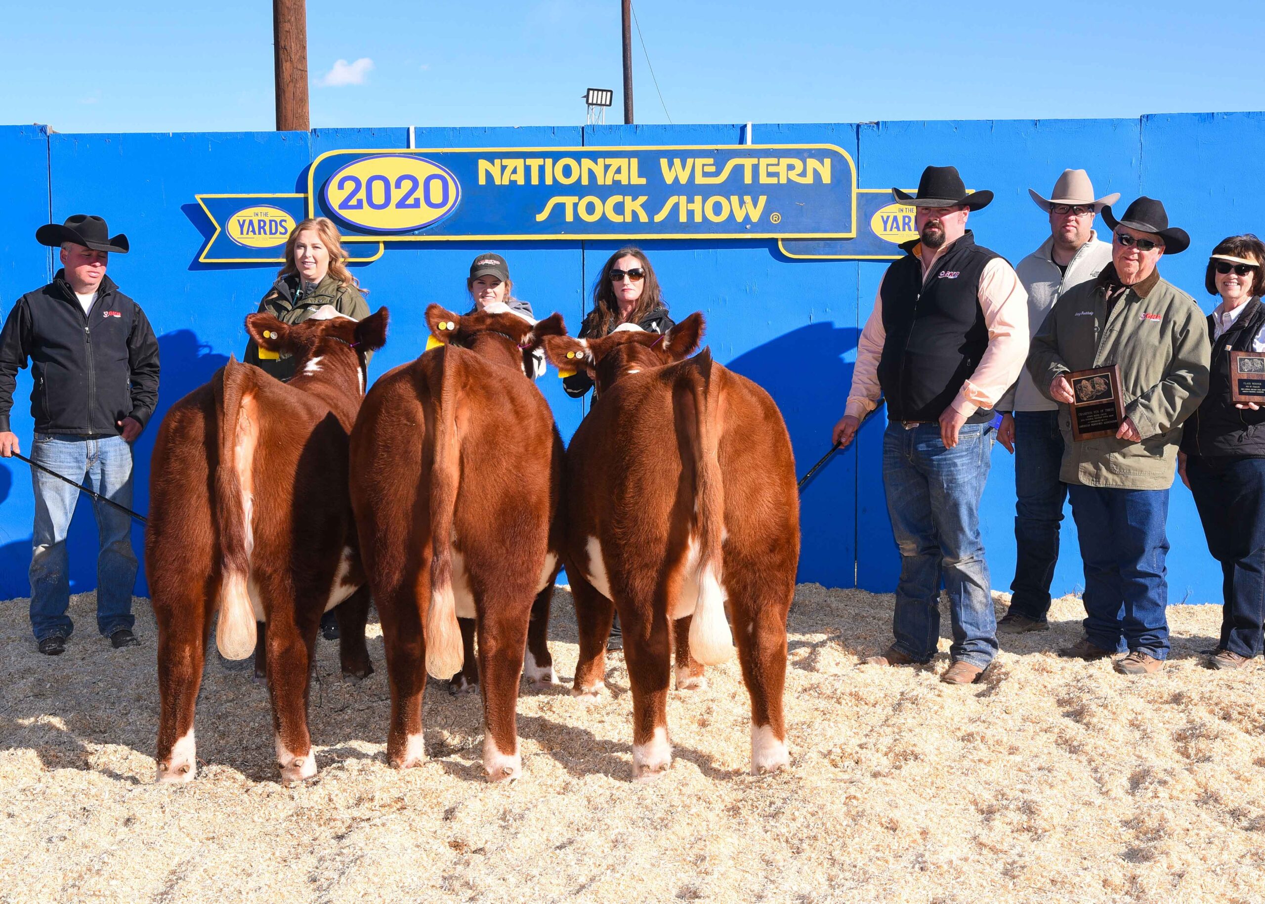 Pen of 3 Hereford Females