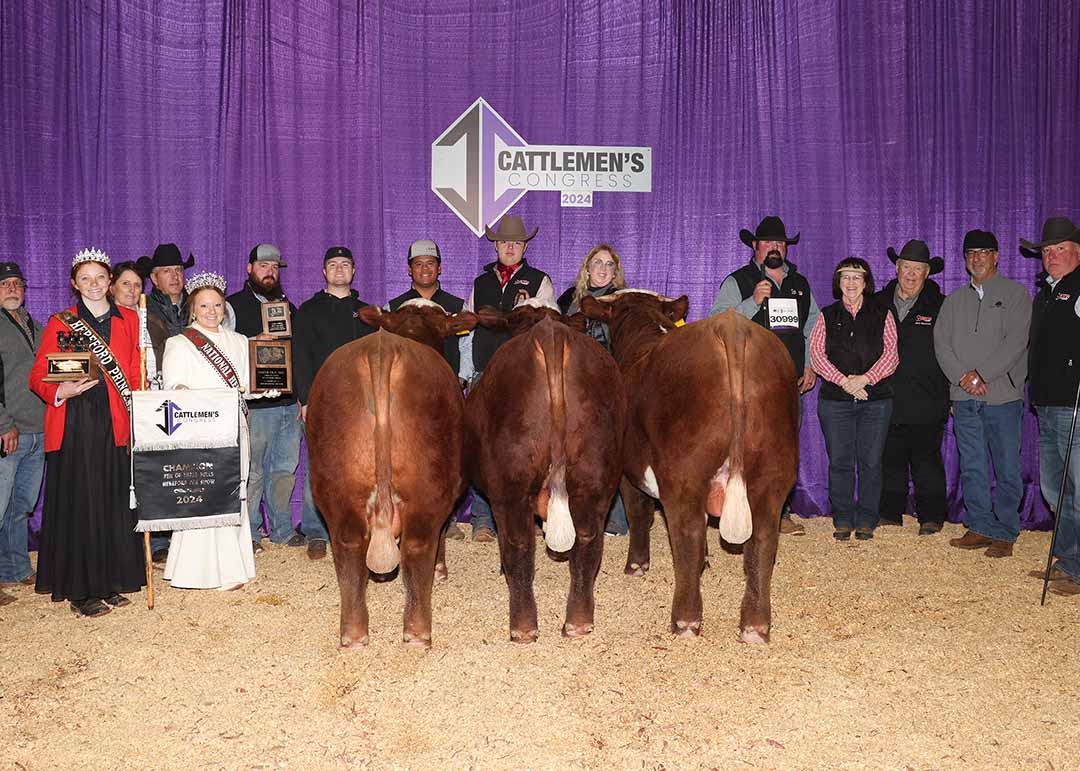 Pen of Three Hereford Bulls