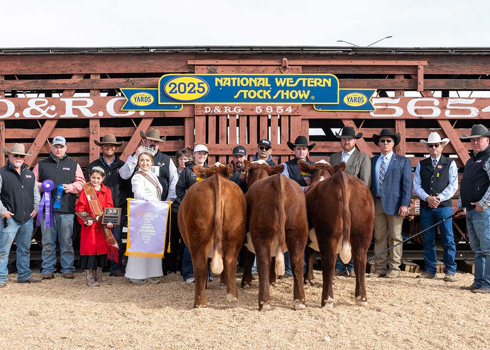 Pen of 3 Heifers – Sired by GKB CONAIR K102 ET