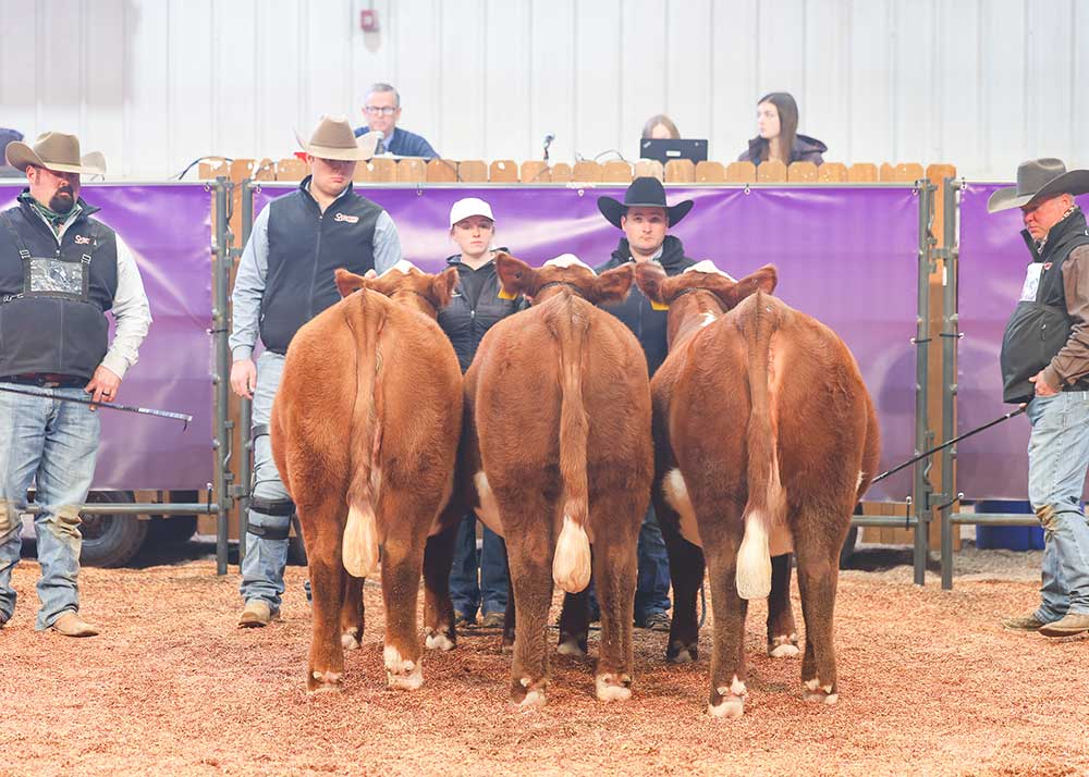 Pen of 3 Heifers – Sired by GKB CONAIR K102 ET