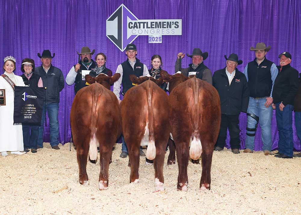 Pen of 3 Females – Sired by BR GENESIS J004 ET