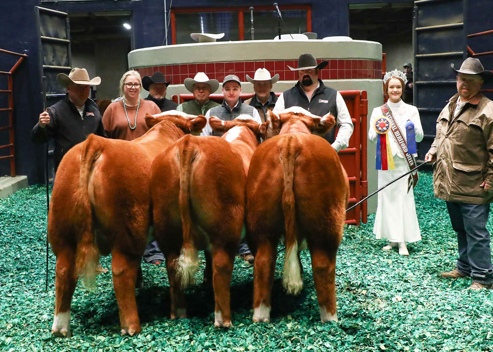 Pen of 3 Hereford Bulls