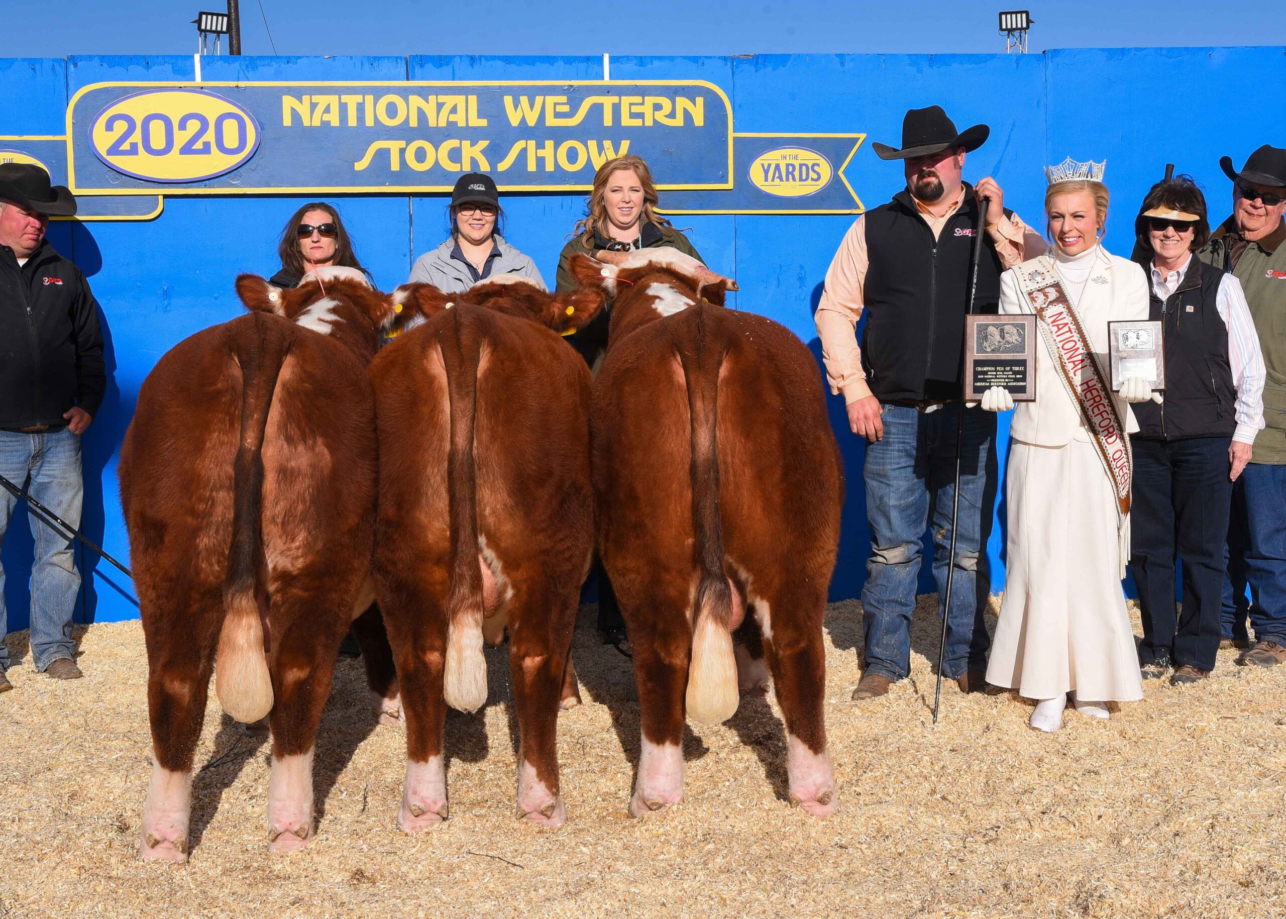 Pen of 3 Hereford Bulls