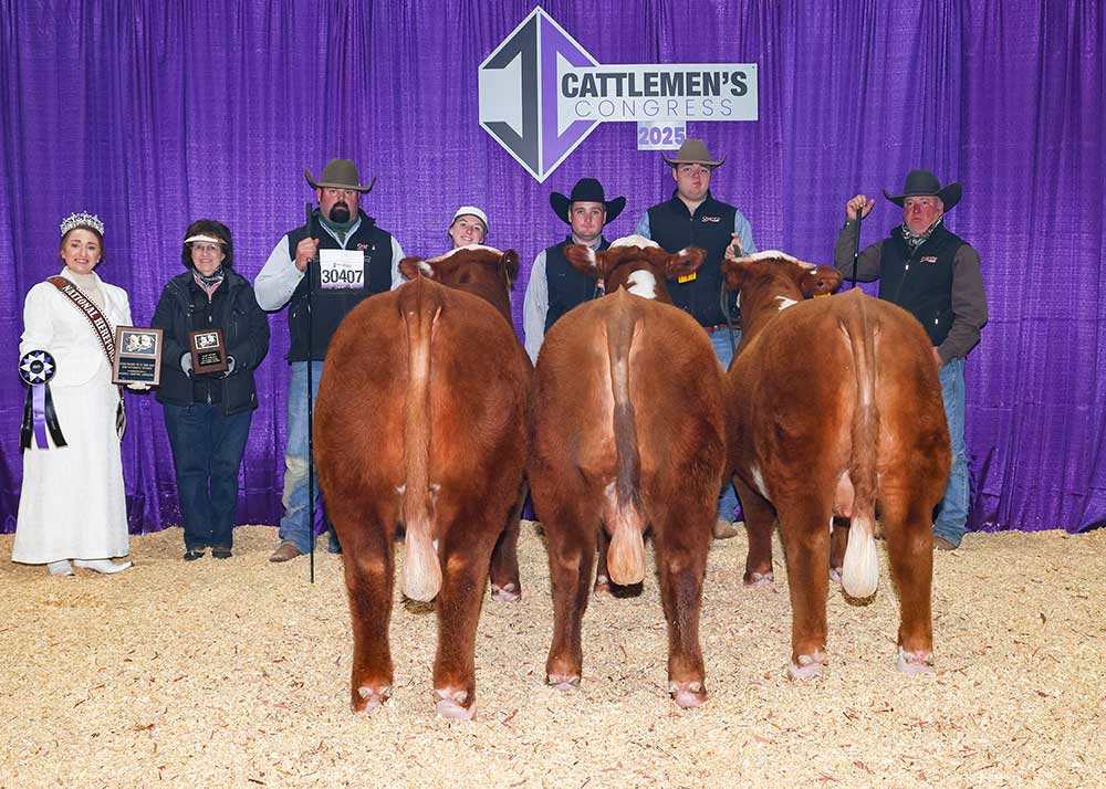 Pen of 3 Bulls – Sired by GKB CONAIR K102 ET