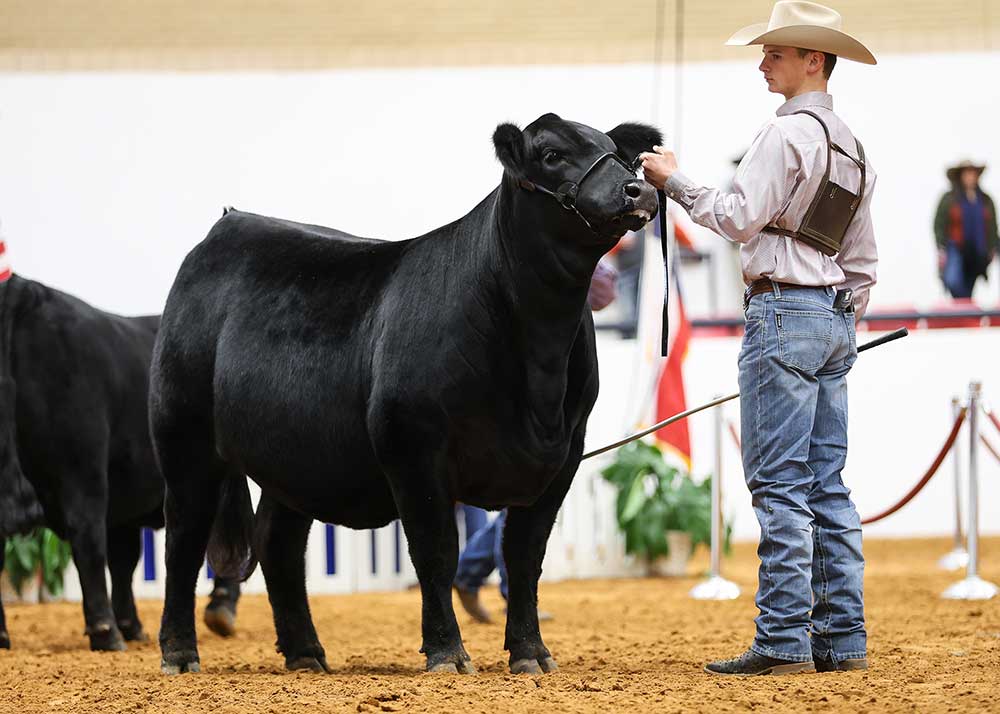 Brangus Showmanship