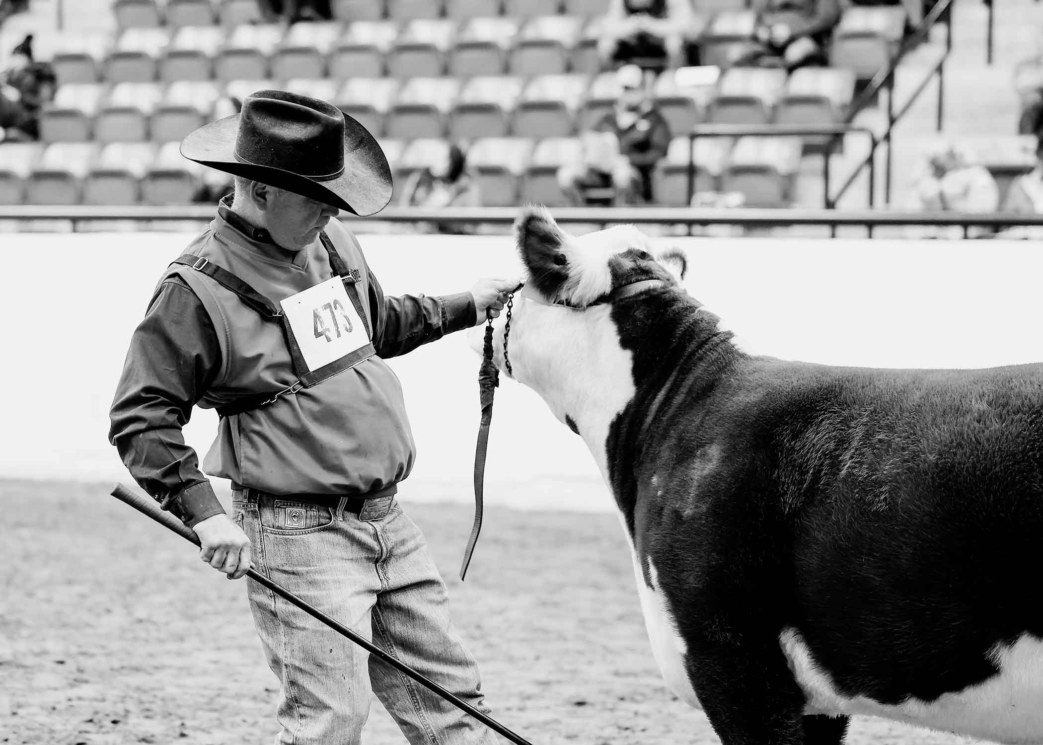 Herdsman for Polled Hereford Show