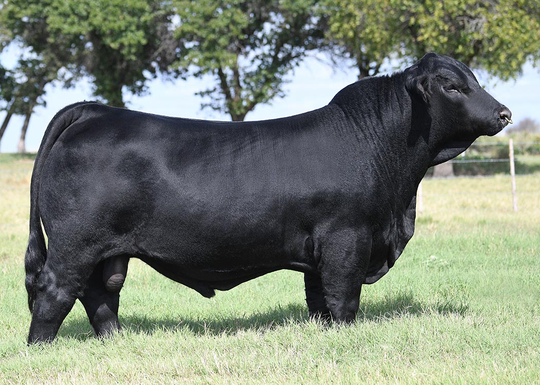 GKB PERFECT STORM 804H20