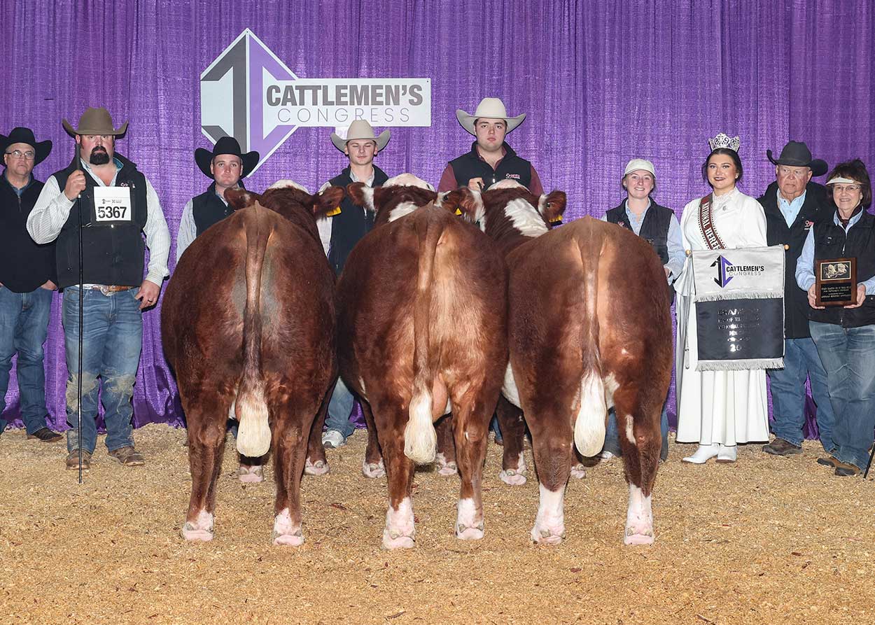 Pen of Three Hereford Bulls