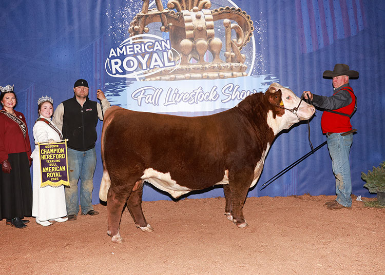 HAWK GKB BUCKLE UP 31M ET