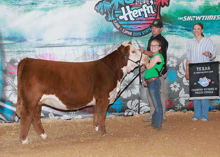 BR GKB SUNFLOWER M153 ET