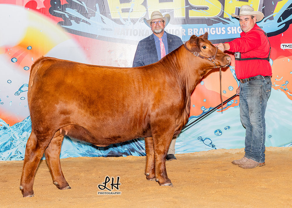 GKB AVERY 15N6